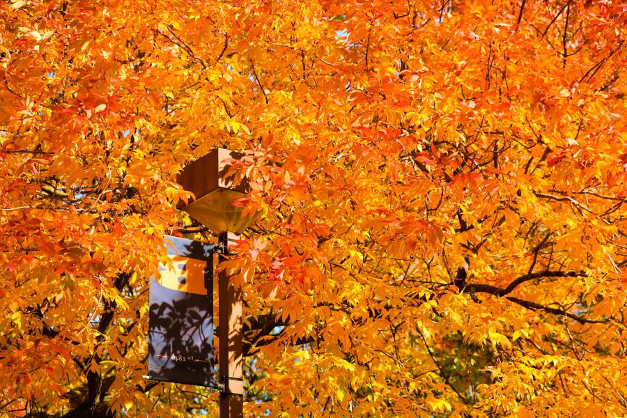 伯洛伊特学院校园的秋天色彩.